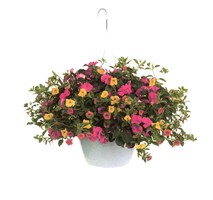 Santa Fe Horticulture Dept. Plant Sale