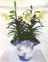 Easter Lilies